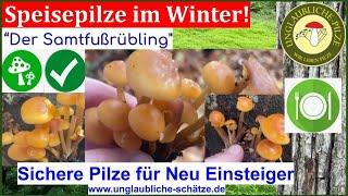 Der Samtfussrübling - Winterspeisepilze für Anfänger im Winter - auf Pilze sammeln November 2022