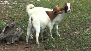 Goat Breeding Season