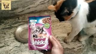 Whishkas In Jelly 2-12 Kitten Food Review