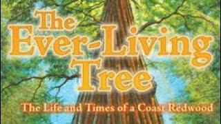 THE EVER-LIVING TREE THE LIFE AND TIMES OF A COAST REDWOOD Journeys Read Aloud 4th Grade Lesson 23