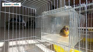 If Your Bird Doesn't Like Bathing Solo, Try This Instead!