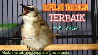 TRUCUK GACOR ROPEL isian whamey-Wambi