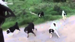 Свора собак напала на велосипедиста / Pack of dogs surround cyclist