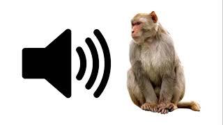 Angry Monkey - Sound Effect | ProSounds