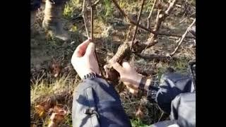 Pruning using  Simonit & Sirch's guyot method at Palazzo Tronconi