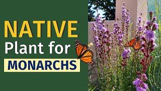 Attract Butterflies With This Native Plant: Liatris ligulistylus