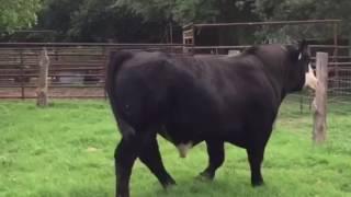 Simmental x Angus Bull