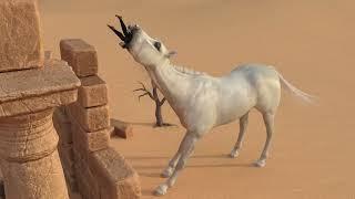 Animation test - Arabian horse and Sahira B