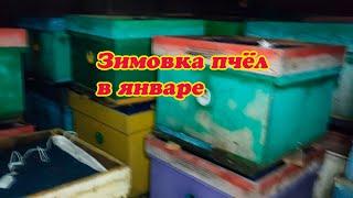 ЗИМОВКА ПЧЁЛ НА ВОЛЕ И В ЗИМОВНИКАХ В НАЧАЛЕ ЯНВАРЯ, БЕЗДОМНАЯ СОБАКА НАЙДА.