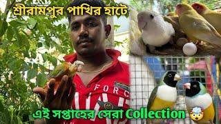 Serampore Pet Market | Recent Bird Price Update | Premium Quality Caique, Sun Conure, Finch Etc.