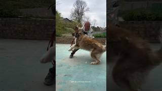 Training Big Wild Aggressive Husky  How To Train Dog  #shorts #pets #dog #trending #traineddogs