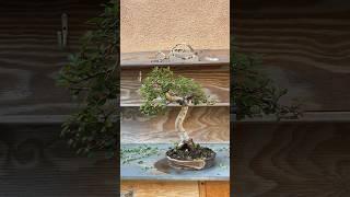 Chinese elm trim #bonsai #bonsaitree #howtobonsai #gardening #chineseelm #nature