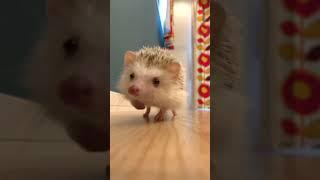 Hedgehog  1127  #shorts #hedgehog #stickyHedgehog #cutehedgehogs #hedgehoglove