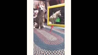 _Funniest_Cats_and_Dogs_Awesome_Funny_Pet_Animals_Videos_.................#Y(5)