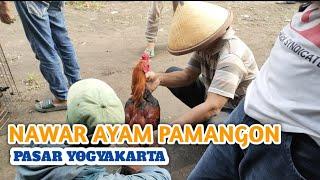 Dapat ayam Bangkok jenis pamangon - kandang biru ABG