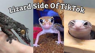 Lizard Side Of TikTok