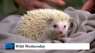 Wild Wednesday: African pygmy hedgehog