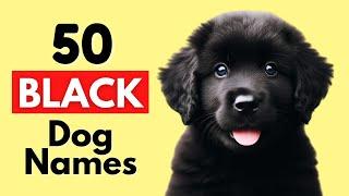 The Best Unique Black Dog Names (With Meanings)