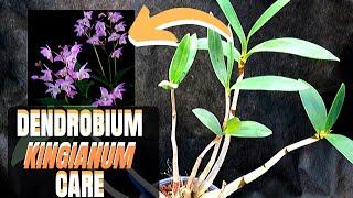 DENDROBIUM KINGIANUM CARE (PART 1 of 2)