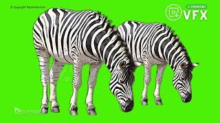 Zebra Green Screen Video Effects Free Animal Chroma key