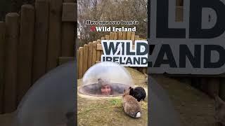 Have you ever been to Wild Ireland