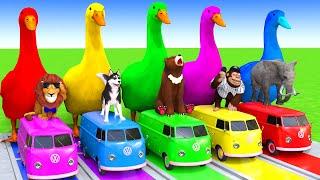 5 Giant Duck Cartoon,Cow,Elephant,Tiger,Lion,Dinosaur,Paint Wild Animals Crossing Fountain Animation