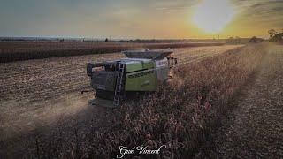 MAÏS GRAIN AU COUCHER DU SOLEIL 2023 ! | CLAAS LEXION 660 | CUMA Les Juniors (17)