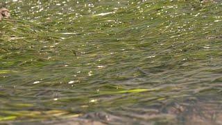 Seagrass in the Walney Channel