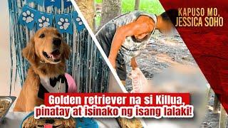 Golden retriever na si Killua, pinatay at isinako ng isang lalaki! | Kapuso Mo, Jessica Soho