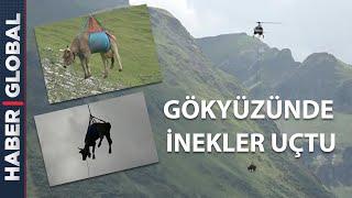 İsviçre Alpleri'nde Gökyüzünde İnekler Uçtu!