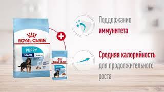 Сухой корм Royal Canin Maxi Puppy для щенков крупных пород