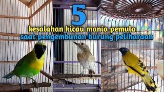 Pemula wajib tau, cara pengembunan burung yang benar