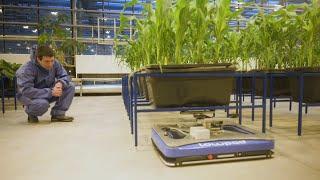 Digital phenotyping: Robots and AI help in the greenhouse | KWS World of Farming