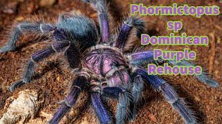 Phormictopus sp Dominican Purple Tarantula Rehoused & Treated To Live Plants
