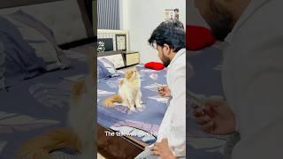 Billu ki first car ride #catcomedy #cat #viralcat #catvideo  #sajidcat #billucat #comedy