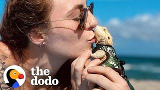 Teeny Dragon Goes Everywhere With Her Mom | The Dodo