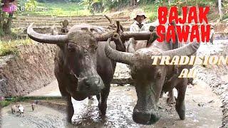 KERBAU BAJAK SAWAH!MEMBAJAK SAWAH CARA TRADISIONAL MEMAKAI KERBAU||BUFFALO