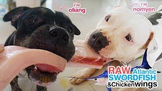 Pit Bulls eat RAW Atlantic swordfish and Organic chicken wings [ASMR] | BARF diet 動物の咀嚼音