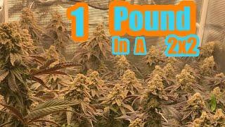 GROWING 1 POUND IN A 2X2 HOW TO GET BIG YIELDS IN SMALL SPACE