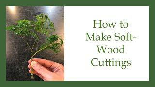 How to Take Semi-hardwood, Soft-wood Cuttings