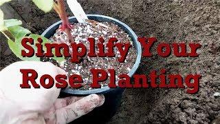 Simplify Your Rose Planting
