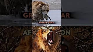 Grizzly Bear vs African Lion