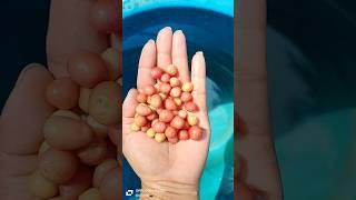 small potato fry # short video #