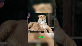 The Sad Reality of Ligers: The Unfortunate Consequences of Gigantism