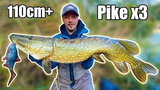 DREAM FISHING: Our BEST Pike Fishing in Small River from Shore | Team Galant