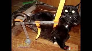 Коляска для кошки своими руками  Wheelchair for a cat with his own hands