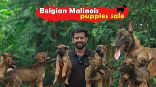 Belgian malinois puppy sales | Dog sales | puppy sales | Dog kennel in tamil Nadu 6381065327