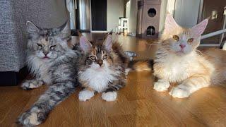 Maine Coon Adventures Sunday Live!