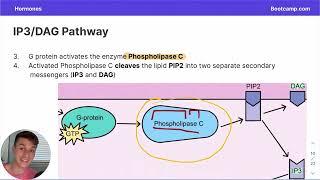 Hormones Overview for the DAT | Biology | DAT Bootcamp