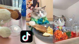 Gatito haciendo bebidas en Tiktok | Video Montage ( tik tok )